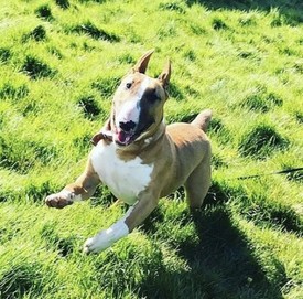 tibetan mastiff for sale gumtree